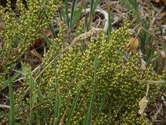 Artemisia campestris maritima