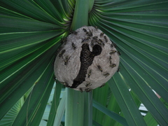 Polybia occidentalis