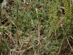 Artemisia campestris maritima