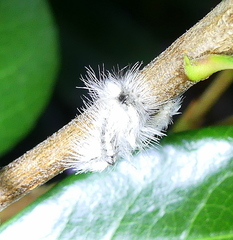 Euproctis haemodetes