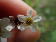 Micranthes californica