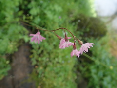 Lithophragma parviflorum