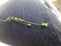 Cicendia quadrangularis