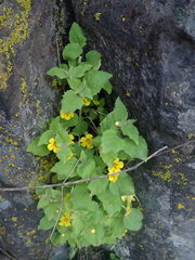 Erythranthe floribunda