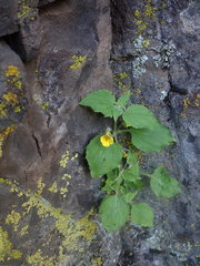 Erythranthe floribunda