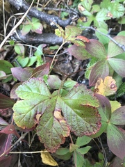 Rubus arcticus stellatus
