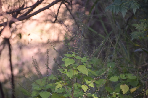 Image of Salvia tiliifolia by (c) Justin Ponder, some rights reserved (CC BY)