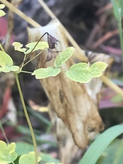 Thalictrum sparsiflorum