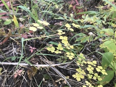 Thalictrum sparsiflorum