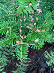 Abies balsamea image