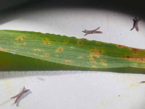 Puccinia anthoxanthina