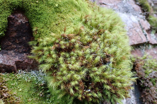 Image of Bartramia halleriana by (c) Henry Miller, some rights reserved (CC BY)