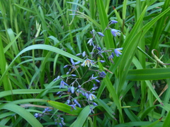 Hemerocallidoideae