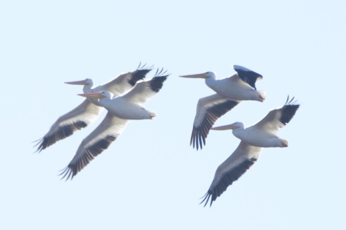 American White Pelican photographed in Arkansas