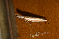 Pleurota aristella