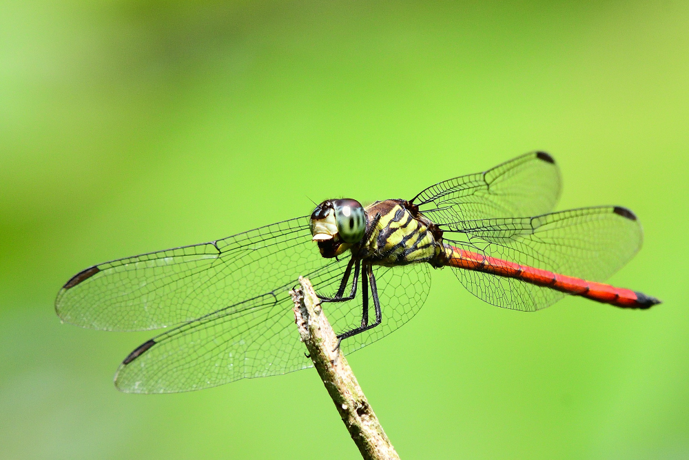 Asiatic Bloodtail