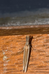 Pleurota aristella