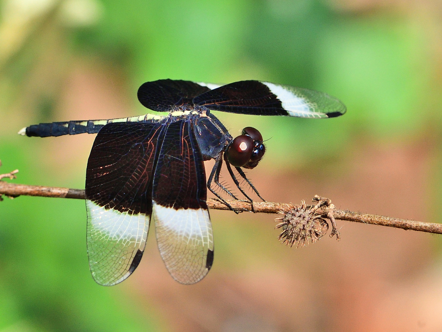 Pied Paddy Skimmer