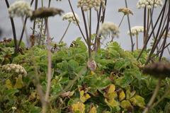 Angelica hendersonii