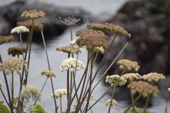 Angelica hendersonii