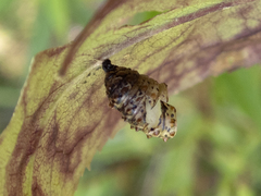 Euphydryas phaeton