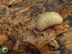 Dermatobia hominis