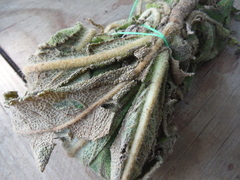 Rhytidophyllum