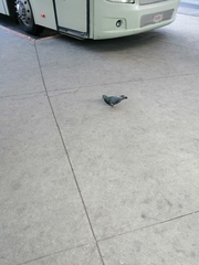 Columba livia domestica