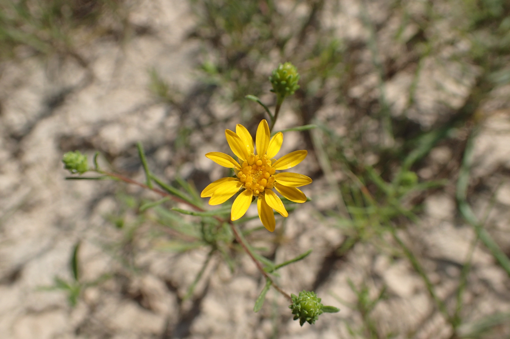 Rayjacksonia aurea