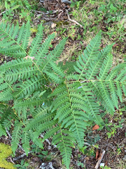 Pteridium aquilinum image
