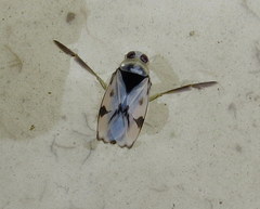 Notonecta undulata