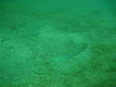 Halichoeres dispilus