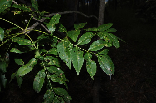 Image of Flindersia australis by (c) Greg Tasney, some rights reserved (CC BY-SA)