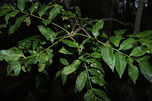 Image of Flindersia australis by (c) Greg Tasney, some rights reserved (CC BY-SA)