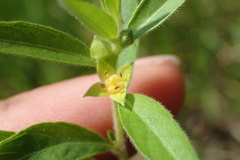 Ludwigia pilosa