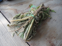 Rhytidophyllum