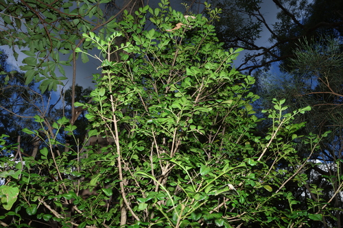 Image of Flindersia collina by (c) Greg Tasney, some rights reserved (CC BY-SA)