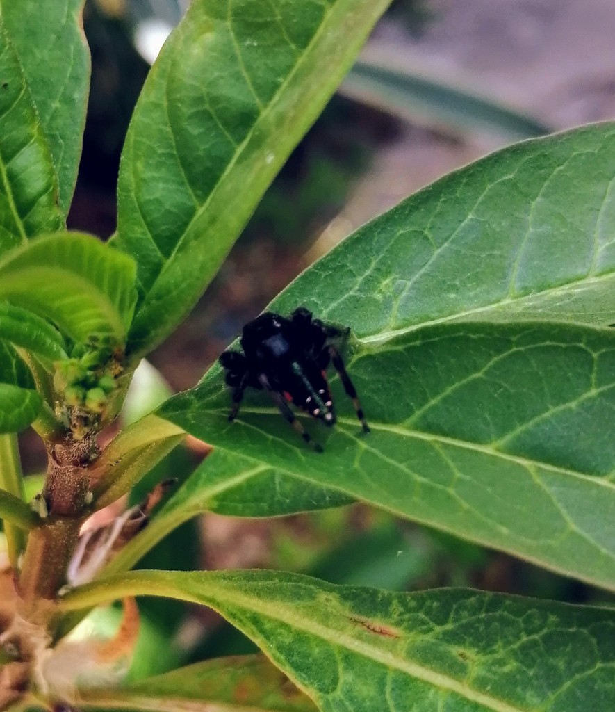 jumping spiders