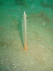 Pennatuloidea