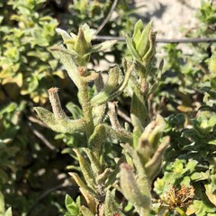 Oenothera humifusa