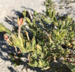 Oenothera humifusa