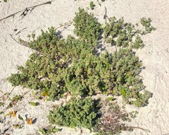 Oenothera humifusa