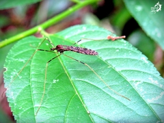 Epiphragma nebulosa