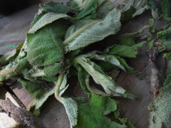 Rhytidophyllum