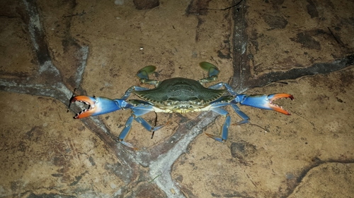 Atlantic Blue Crab, photo 6 of 10