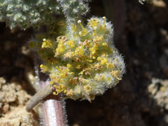 Oreonana vestita