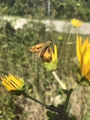 Helianthus silphioides
