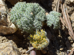 Oreonana vestita