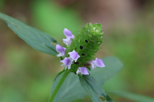 Prunella vulgaris