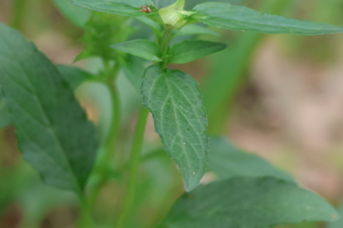Prunella vulgaris